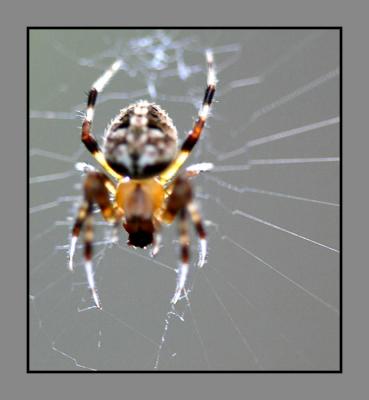 Spider 'n  Web