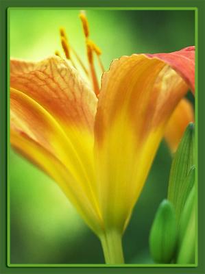 Sunlight Embodied (tiger lily, flower, yellow)