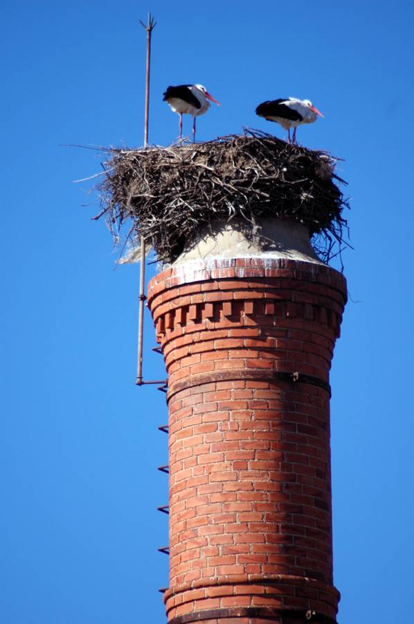 Storks nests atop every tall building