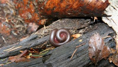 u11/comafungi/medium/42818382.Centipede.jpg
