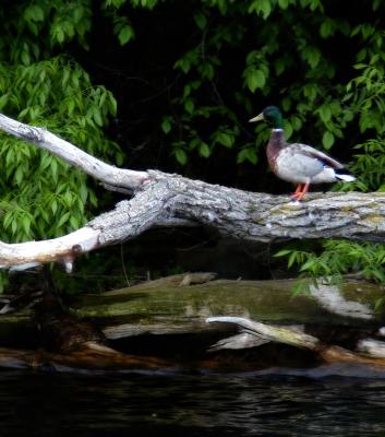 Out on a Limb