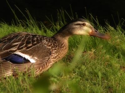 u11/conksout/medium/2674115.P6110462.duck.jpg