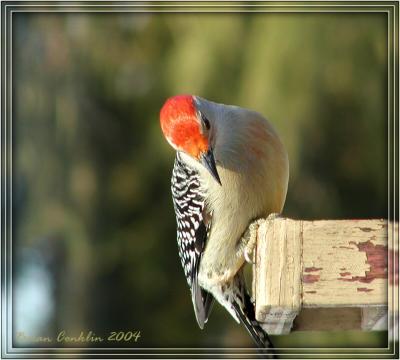 Red Bellied.jpg