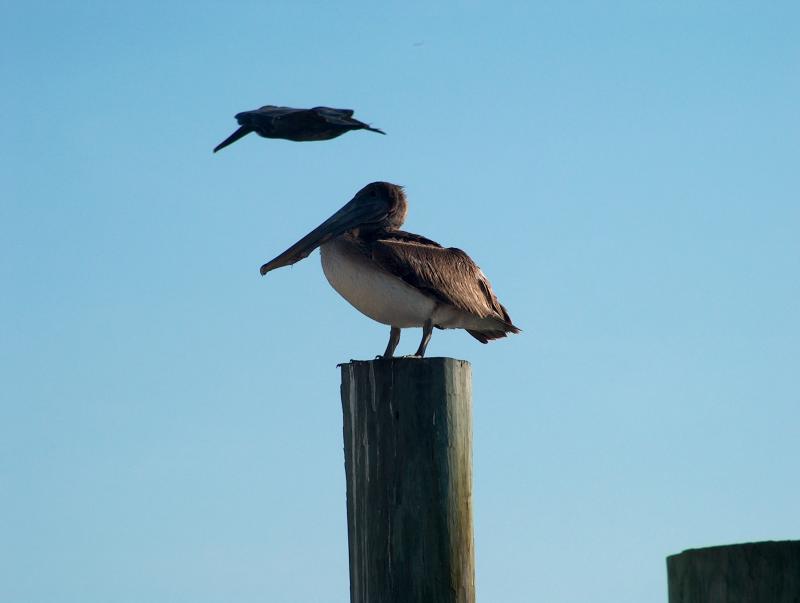 pelican