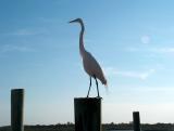 egret?