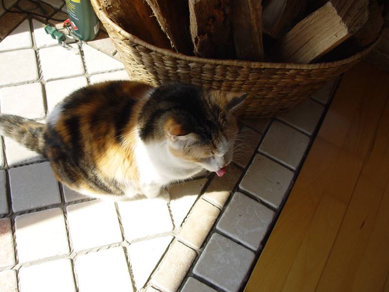 DSC06803.JPG