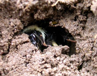 bee found in situ in a little chamber in the soil