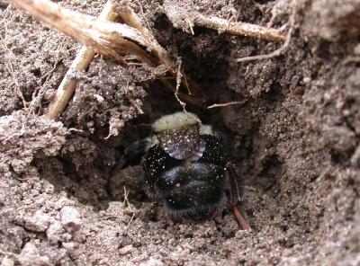 disturbed bee digging back in - 3