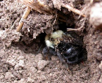 disturbed bee digging back in - 1