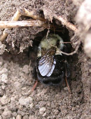 disturbed bee digging back in - 2