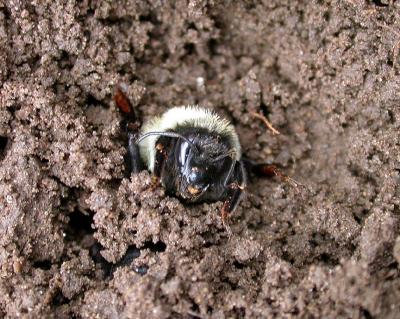 digging out - 2