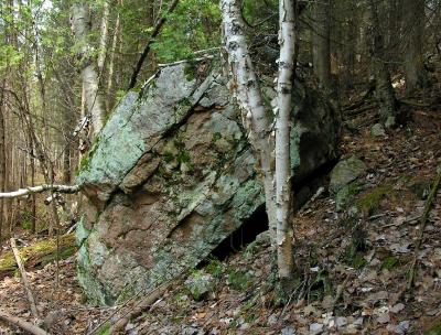 lichen rock along bog trail