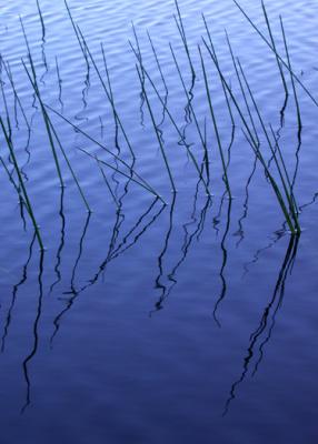 Reed Reflections