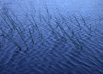 Pond Reeds and Wind.jpg