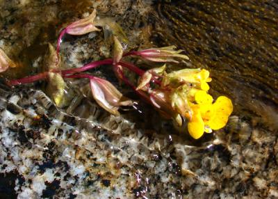 Flower in Creek.jpg