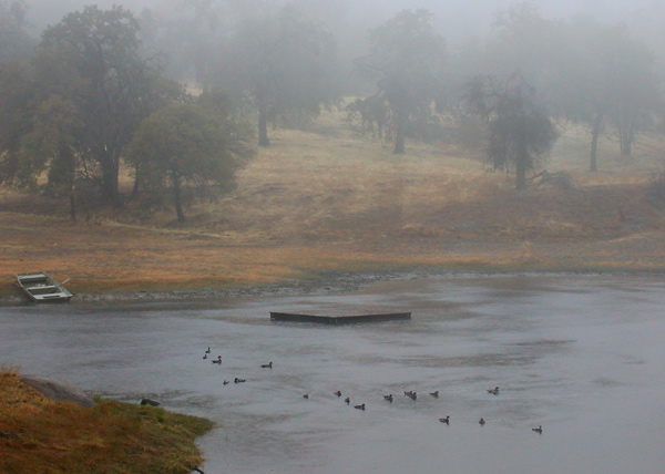 Rainy Day Pond