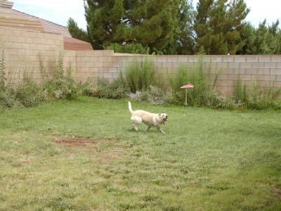 Bubba the Wonder Dog