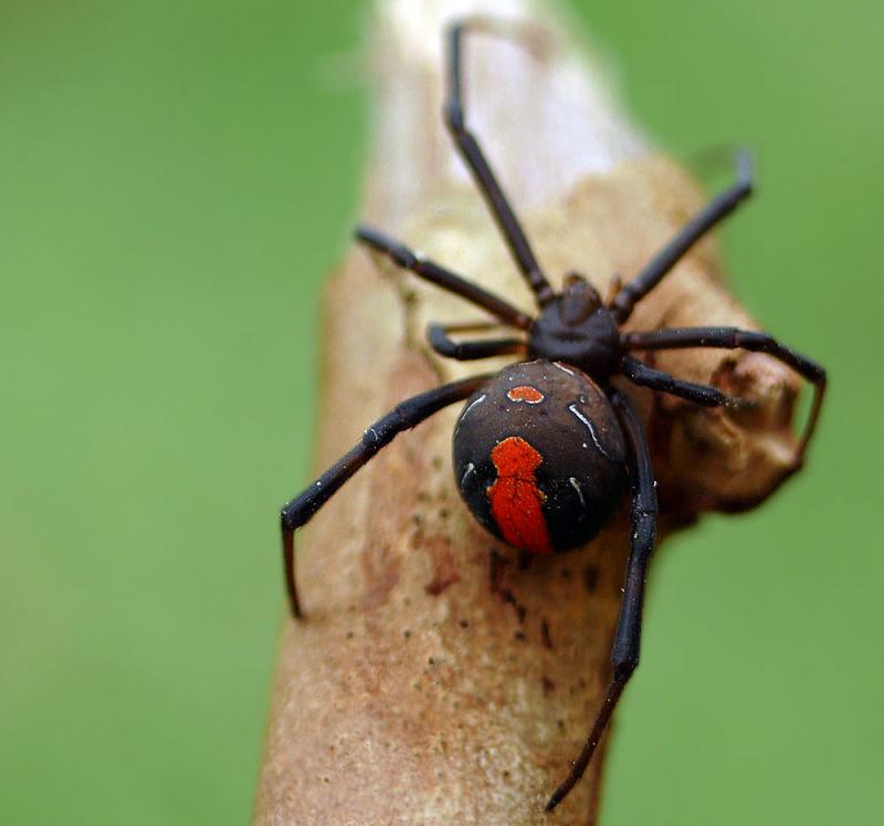 Redback again  *