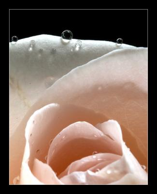 Wet Rose *
