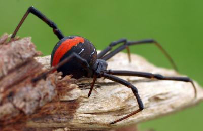 Redback  *