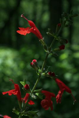 Emerging From Shadows *