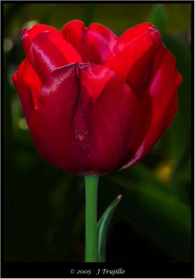 Just Another Red Tulip