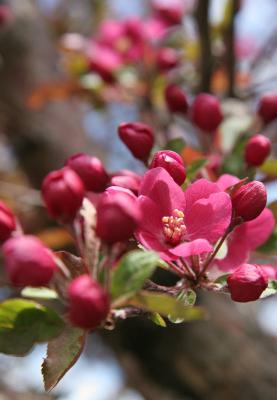 Crabapple  Blue Sky *