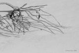 Natural Arrangement II<br>by Markjay
