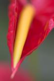 Cant remember its name*