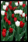 Tulips *