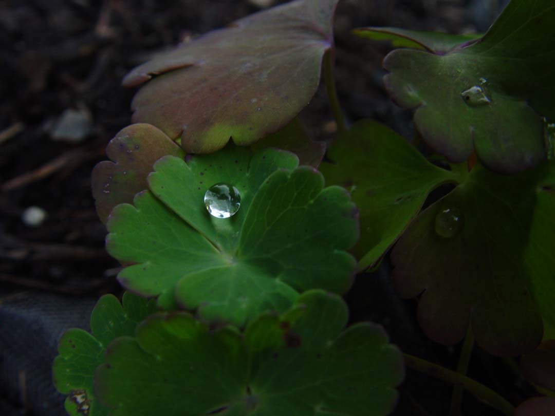 The Jewel