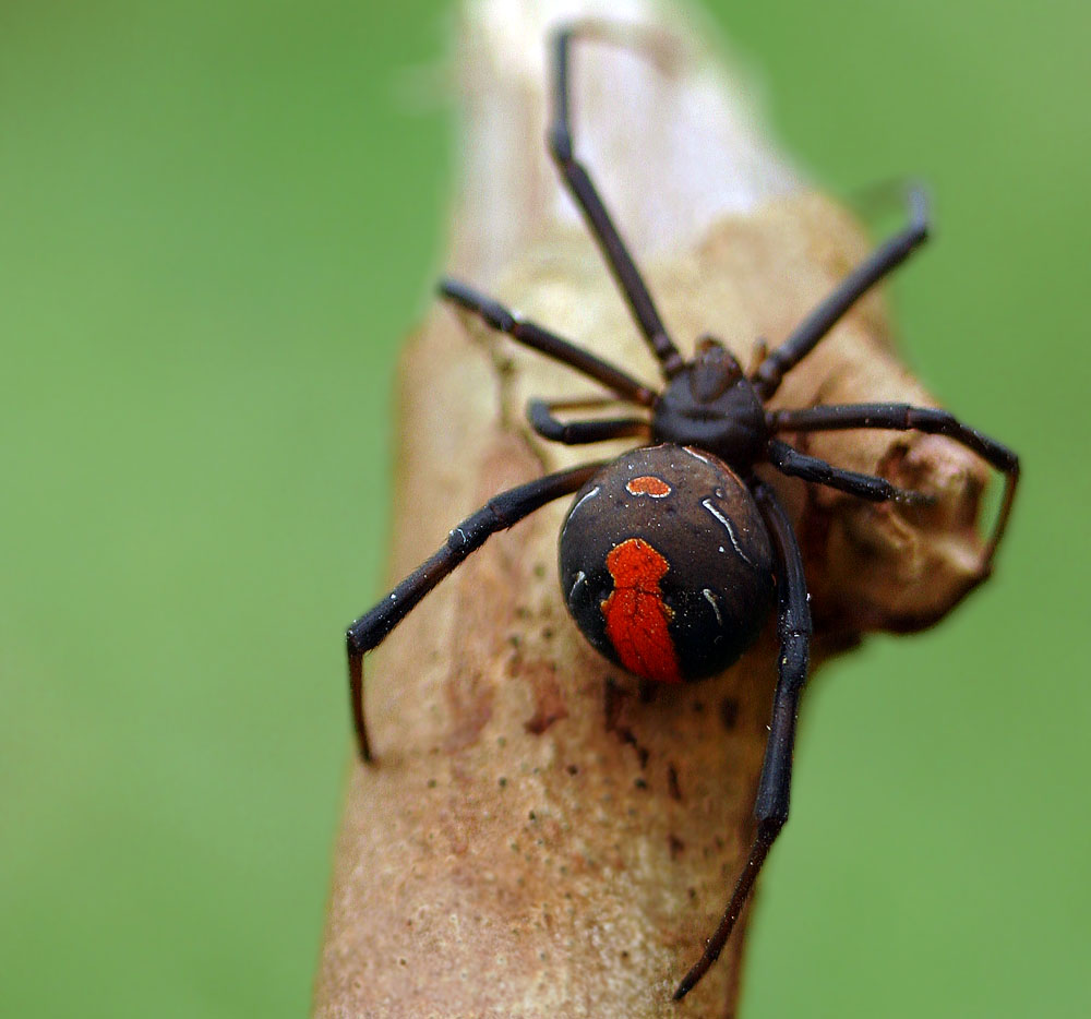 Redback again  *