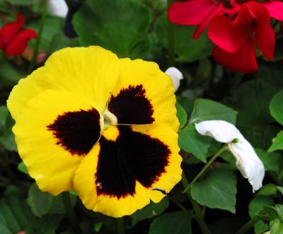 Nature's Yellow