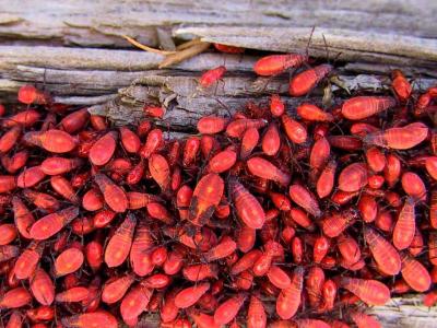 Blazing Ball of Baby Box Elder Bugs