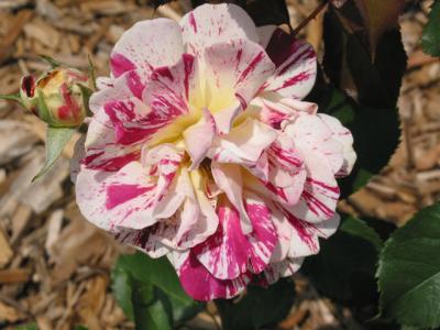PinkRose