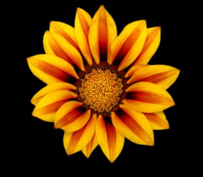 Sunburst