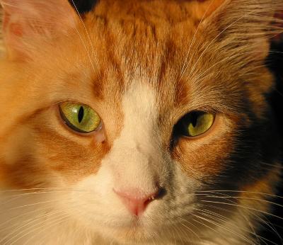 Colorful Cat