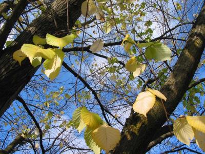 golden elm