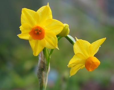the first of winter's daffodills