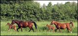 Horses