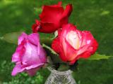 Roses - Variations on the theme of Red