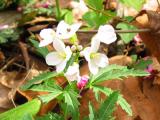 Wildflowers