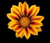 Sunburst