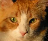 Colorful Cat