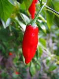 chilly chilli