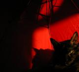 Portrait in Black and Red *