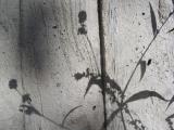 Urban Flowers