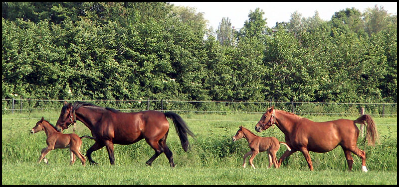 Horses