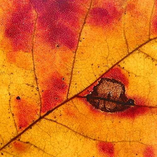 Fall Leaf