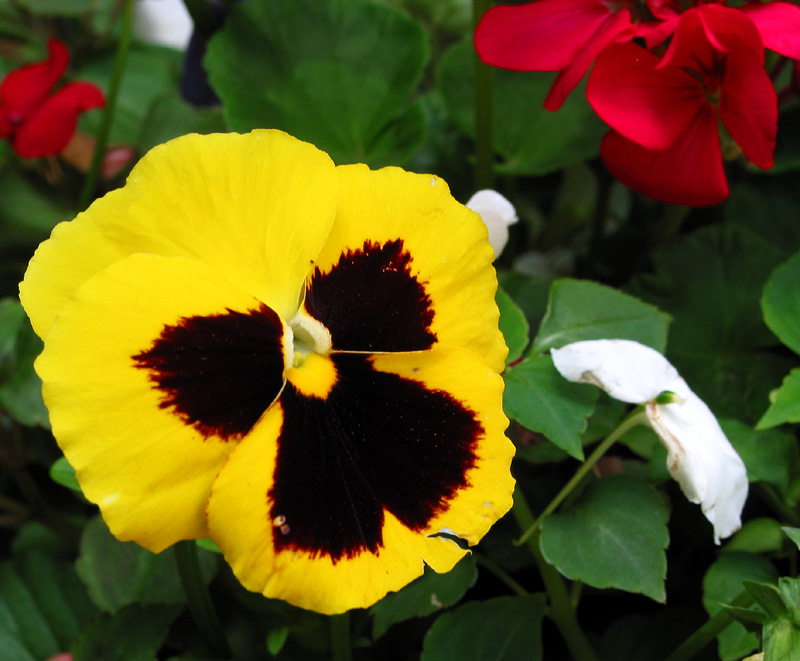 Natures Yellow